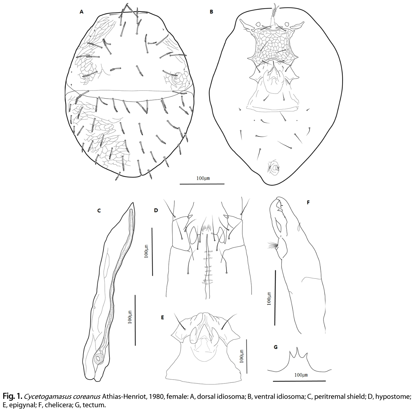 OOGCBV_2019_v58n1_15_f0001.png 이미지