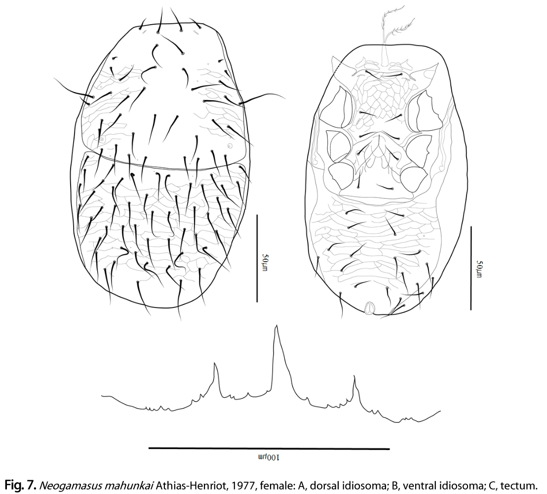 OOGCBV_2019_v58n1_15_f0007.png 이미지