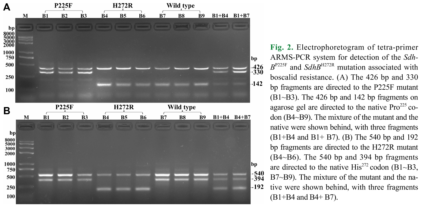 E1PPBG_2019_v35n1_71_f0002.png 이미지