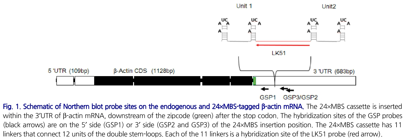 E1BJB7_2019_v42n4_356_f0001.png 이미지