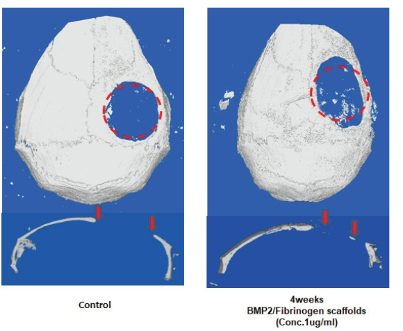 BSSHB5_2021_v15n4_539_f0003.png 이미지